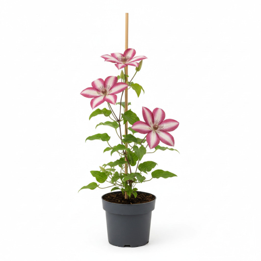 Klematis – Clematis &