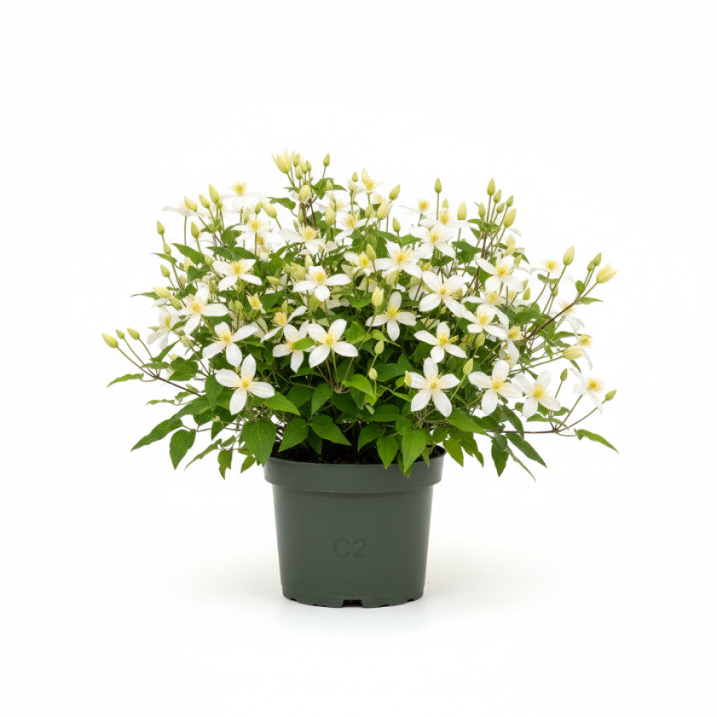 Klematis – Clematis &