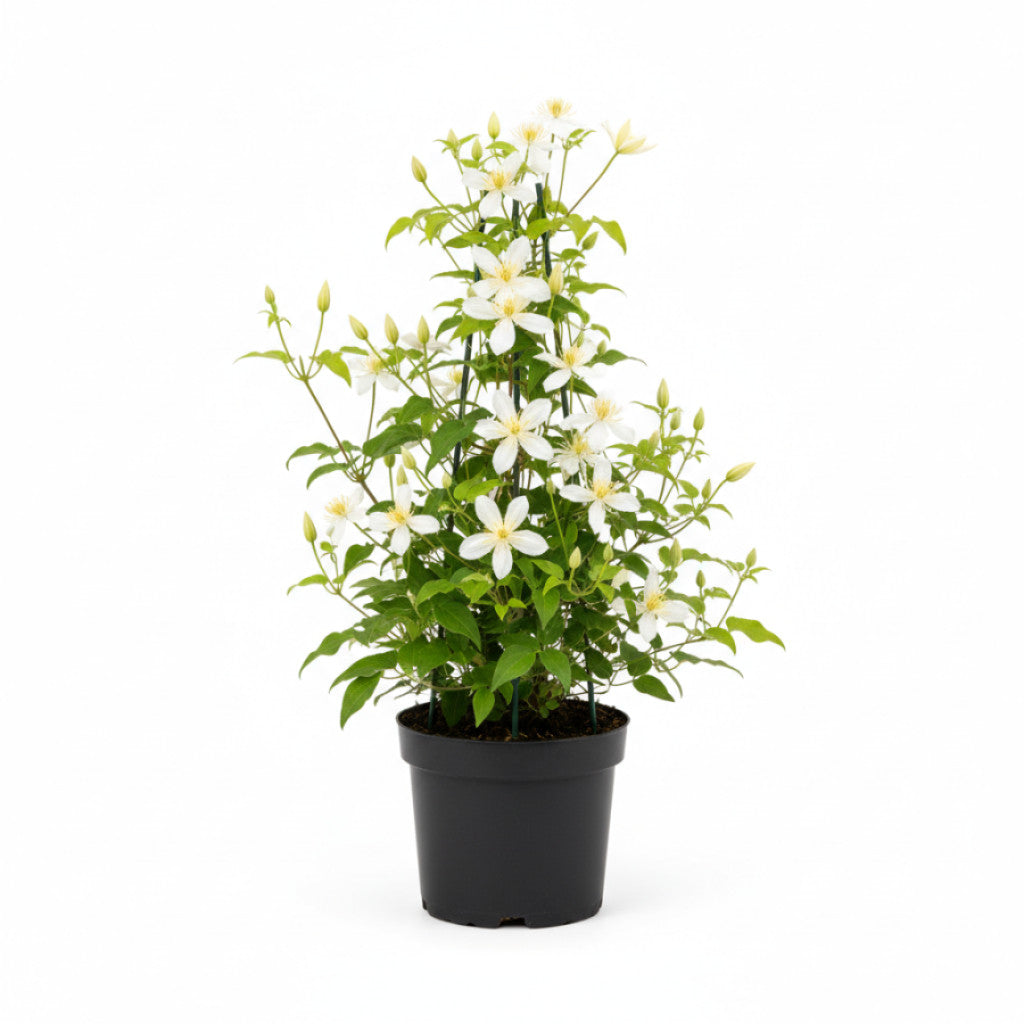 Klematis – Clematis &