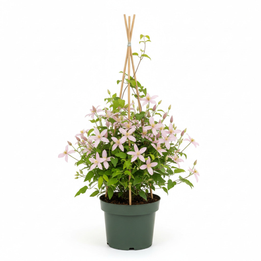 Klematis – Clematis &