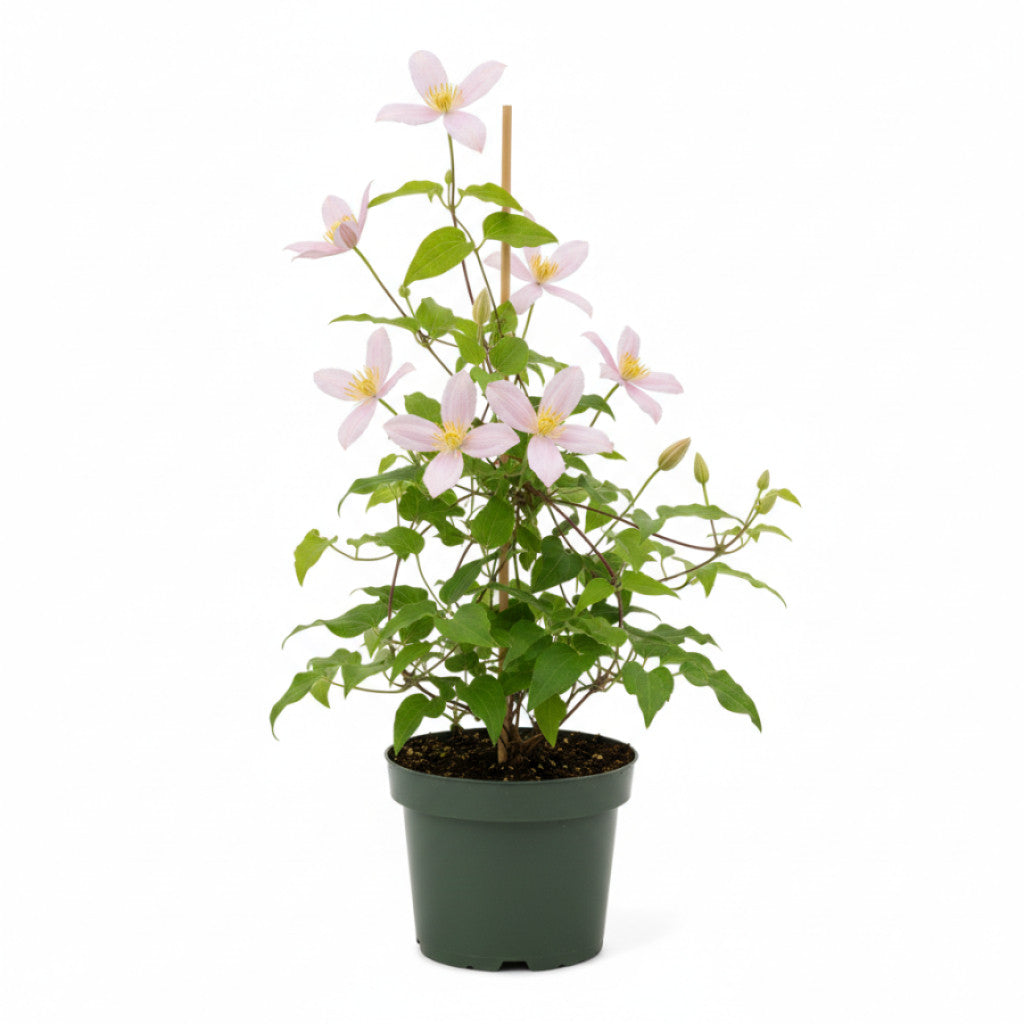 Klematis – Clematis &