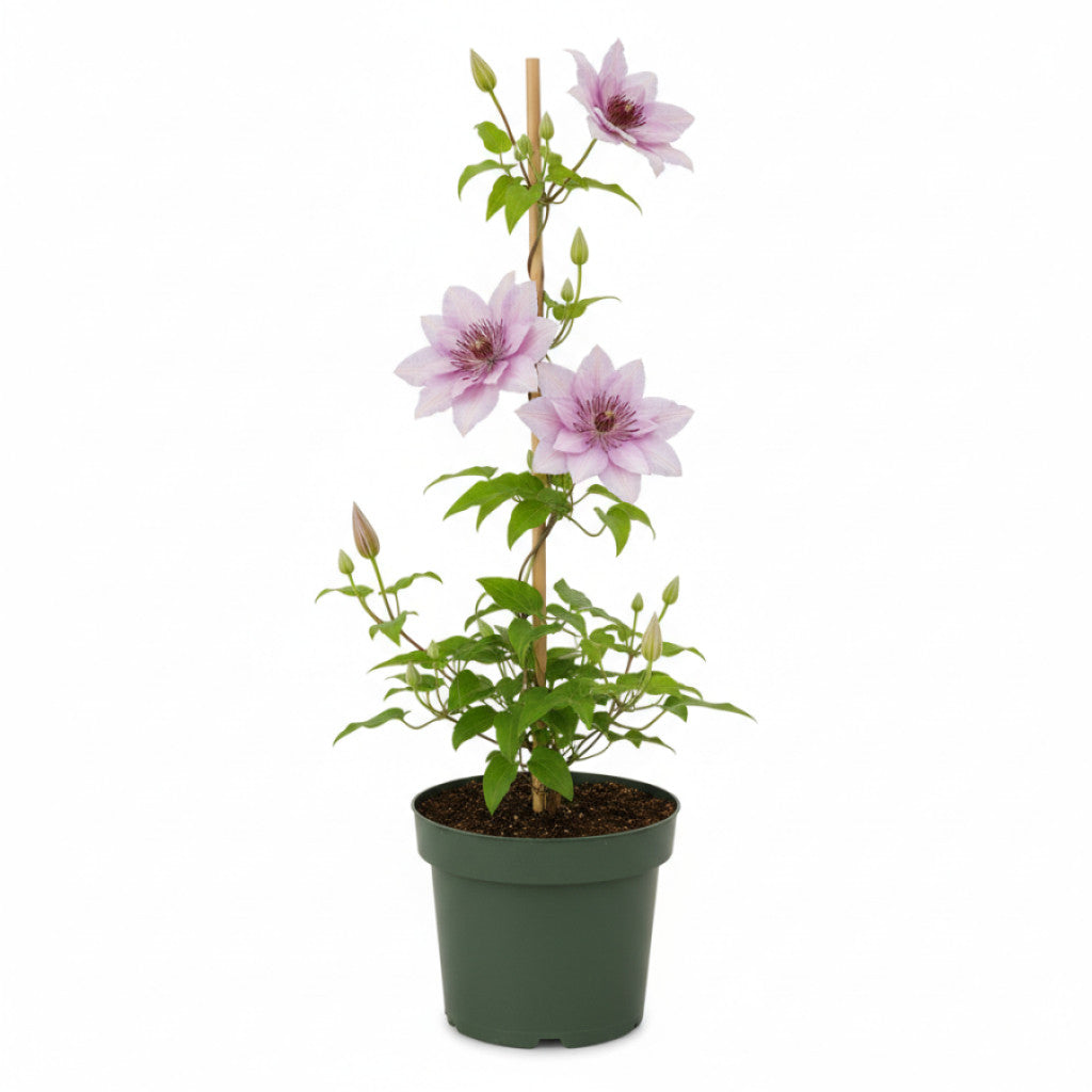 Klematis – Clematis &