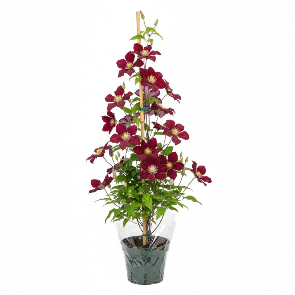 Klematis – Clematis &