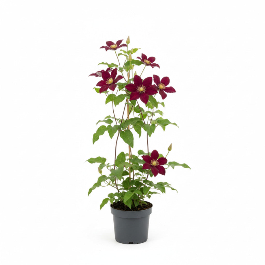 Klematis – Clematis &
