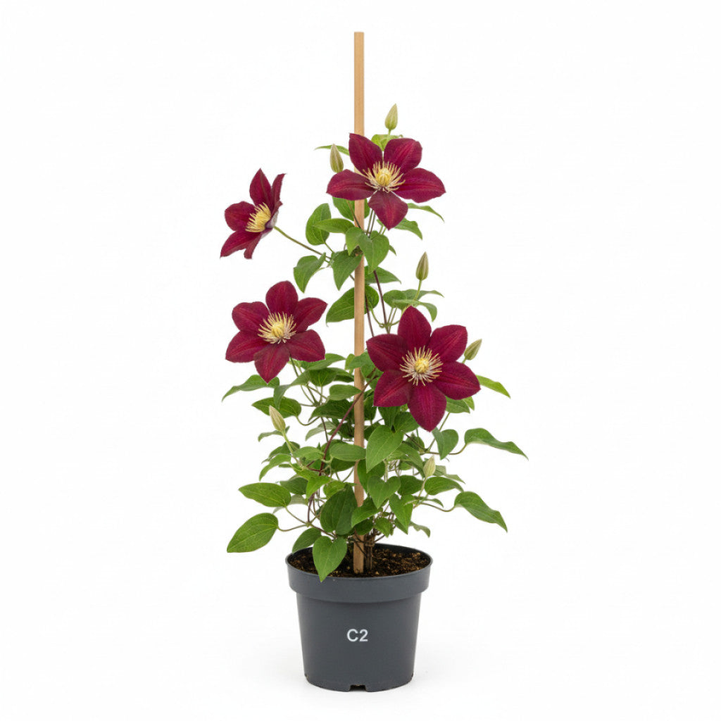 Klematis – Clematis &