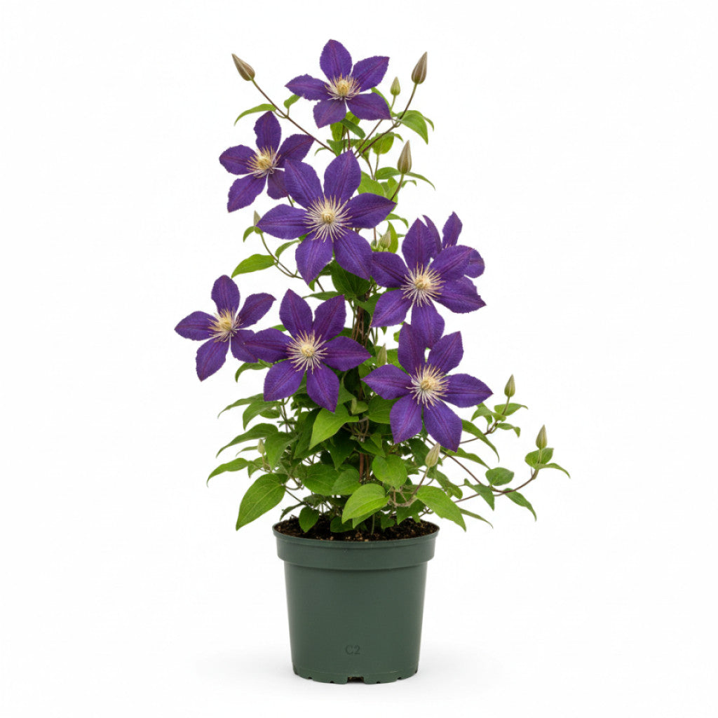 Klematis – Clematis &