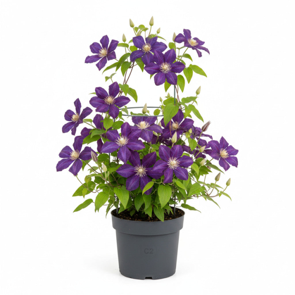 Klematis – Clematis &