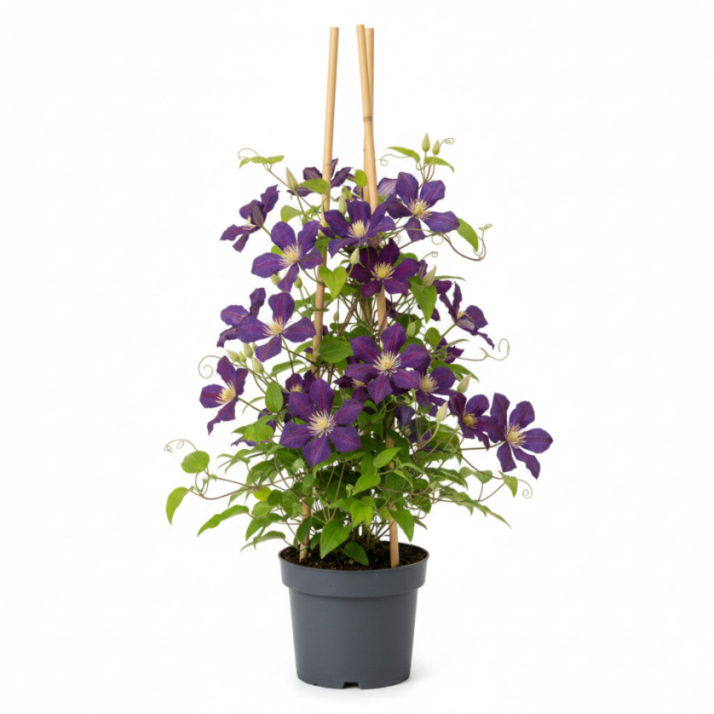Klematis – Clematis &
