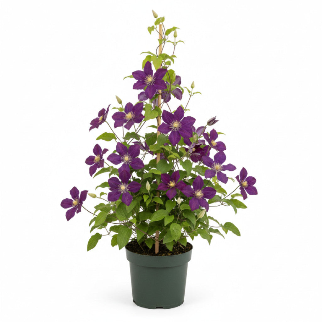 Klematis – Clematis &