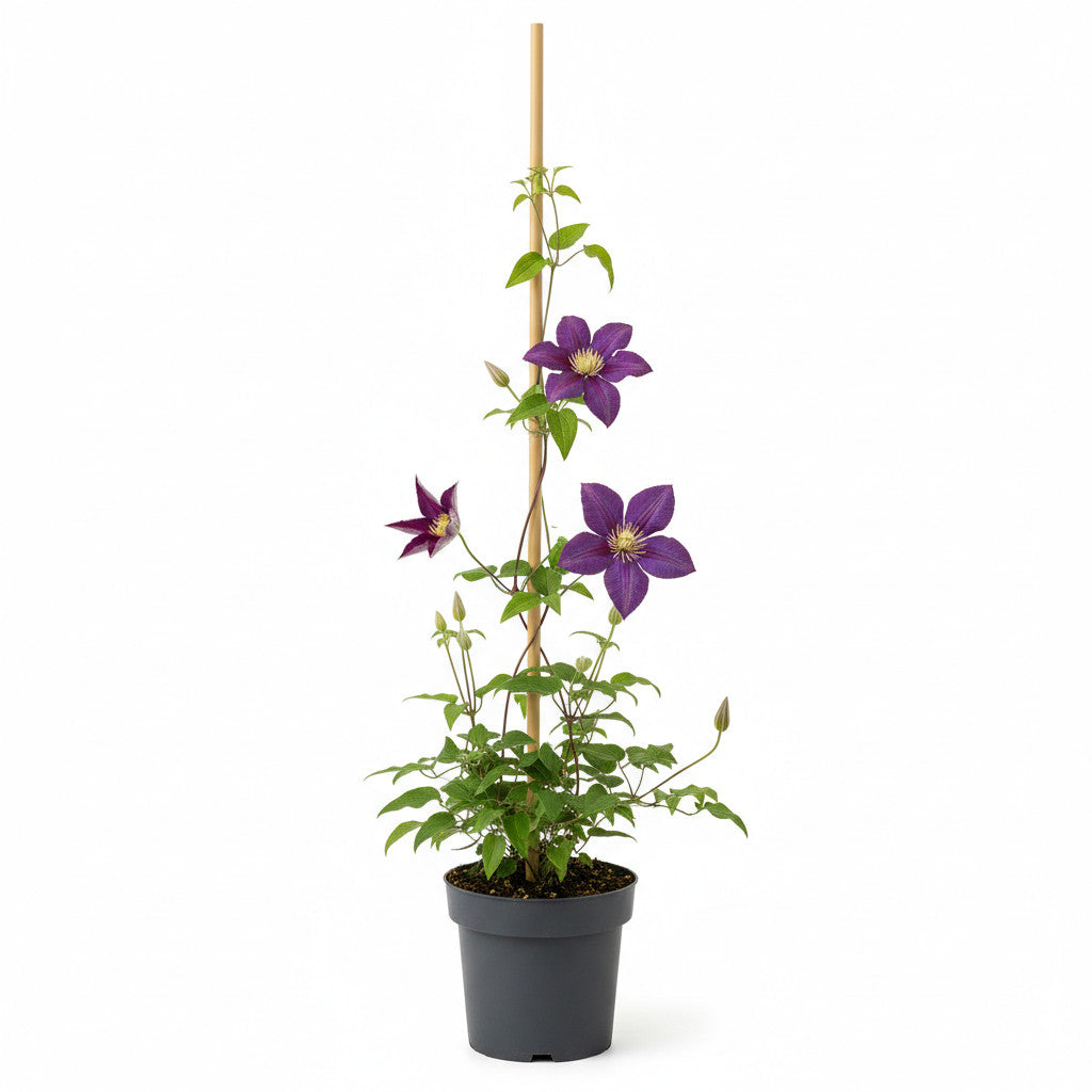 Klematis – Clematis &