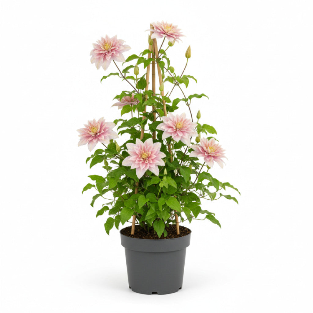 Klematis – Clematis &