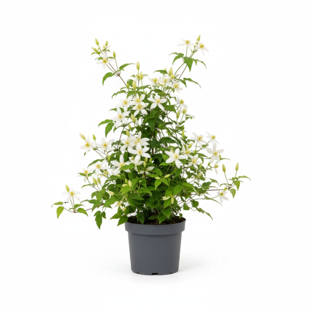 Klematis – Clematis &