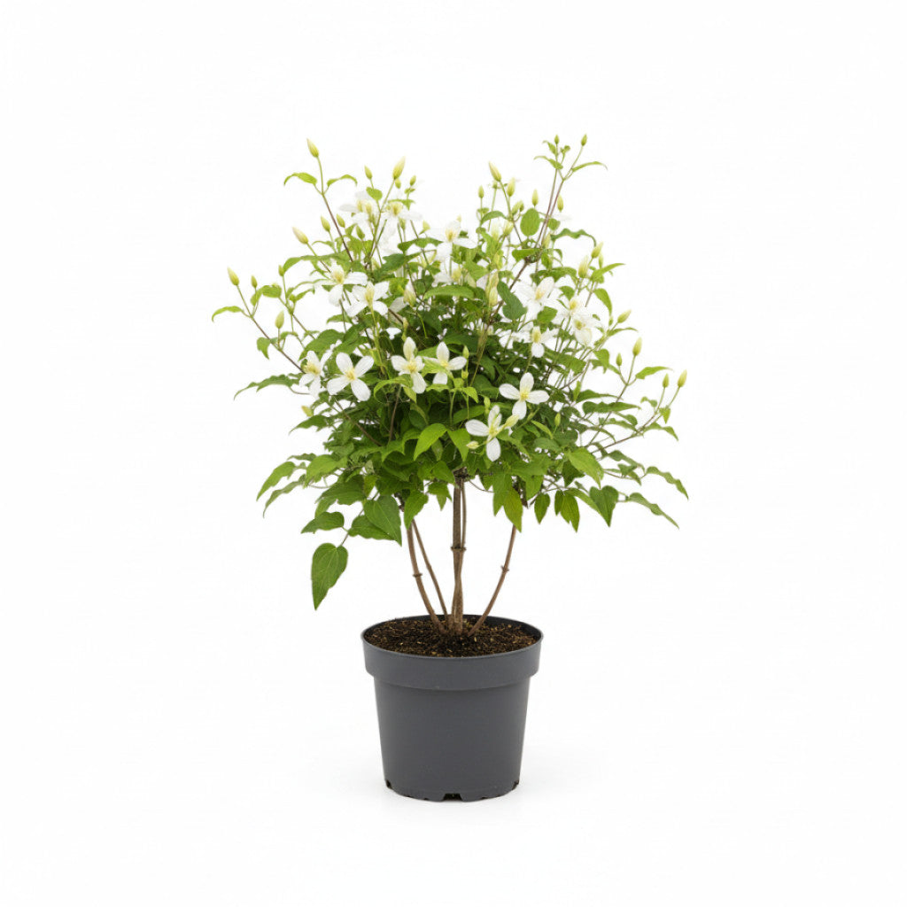 Klematis – Clematis &