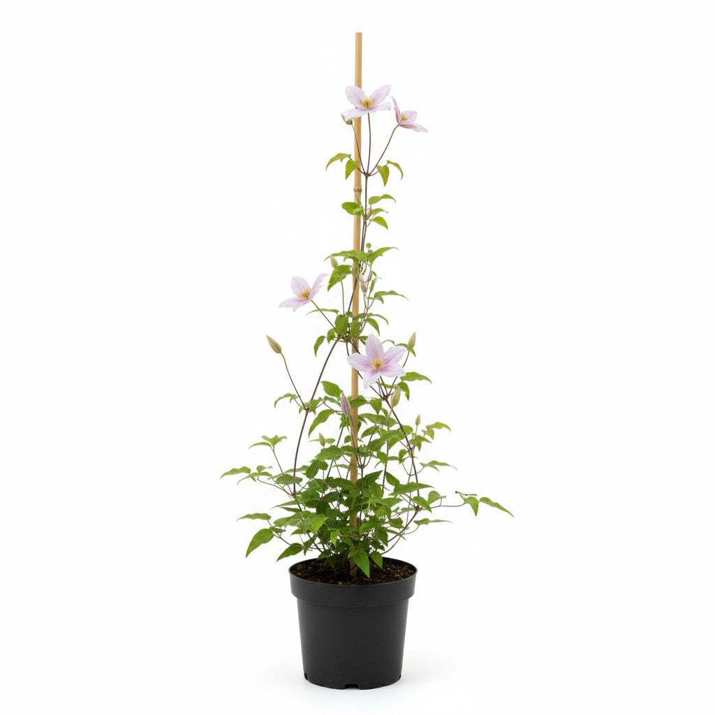 Klematis – Clematis &