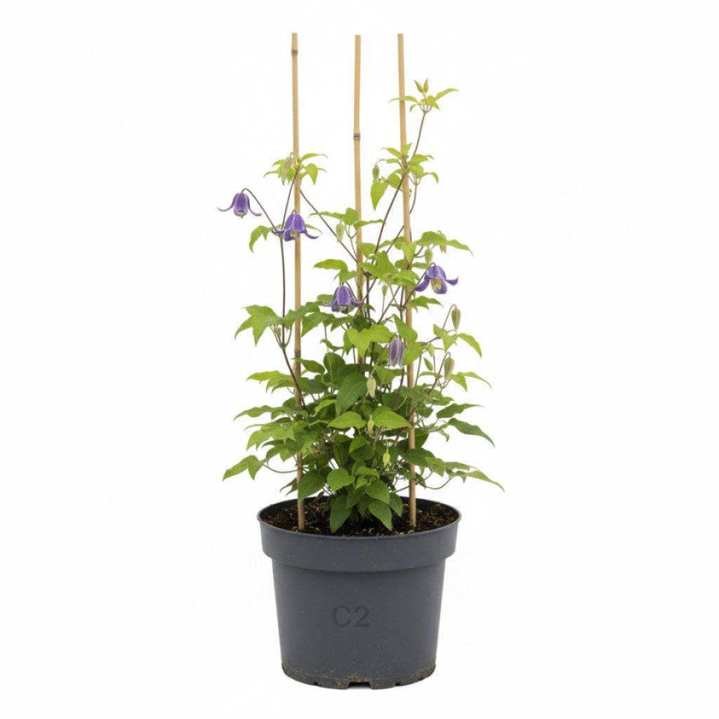 Klematis – Clematis &