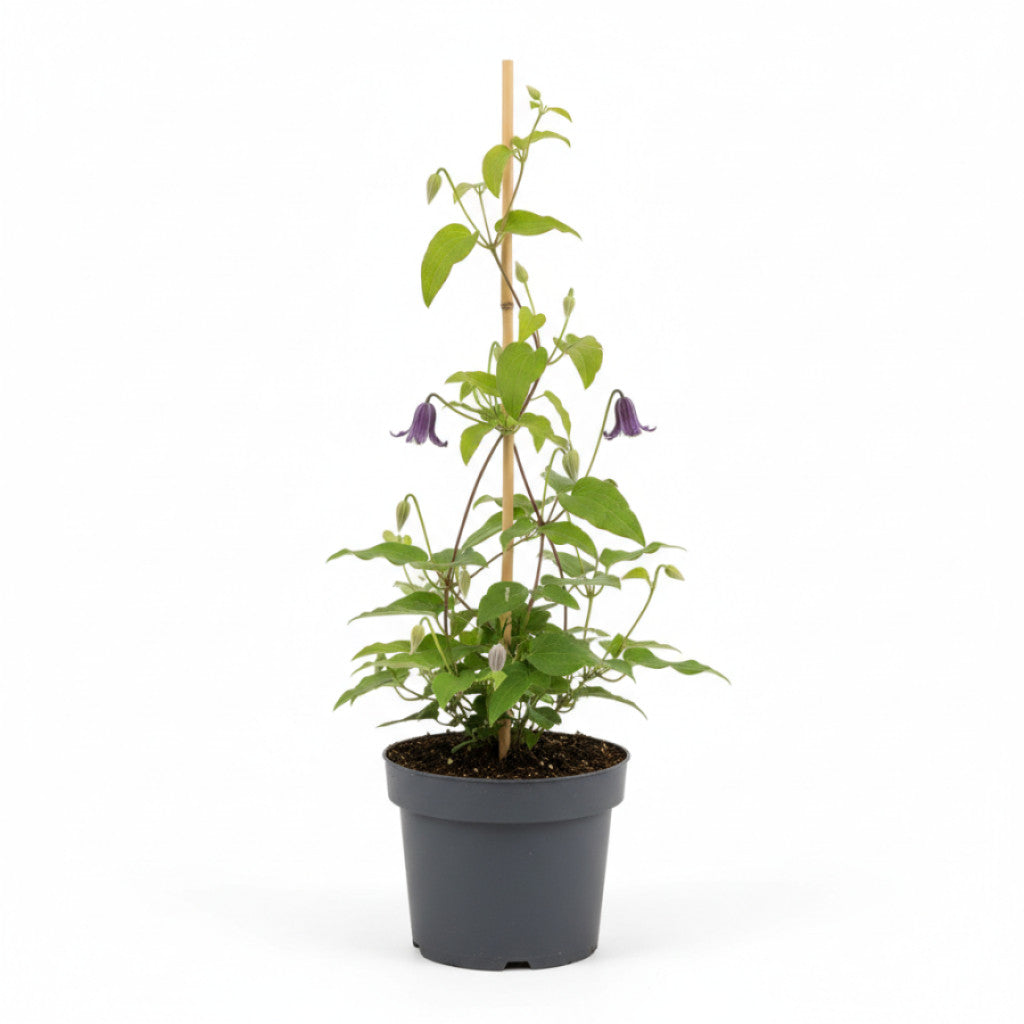 Klematis – Clematis &