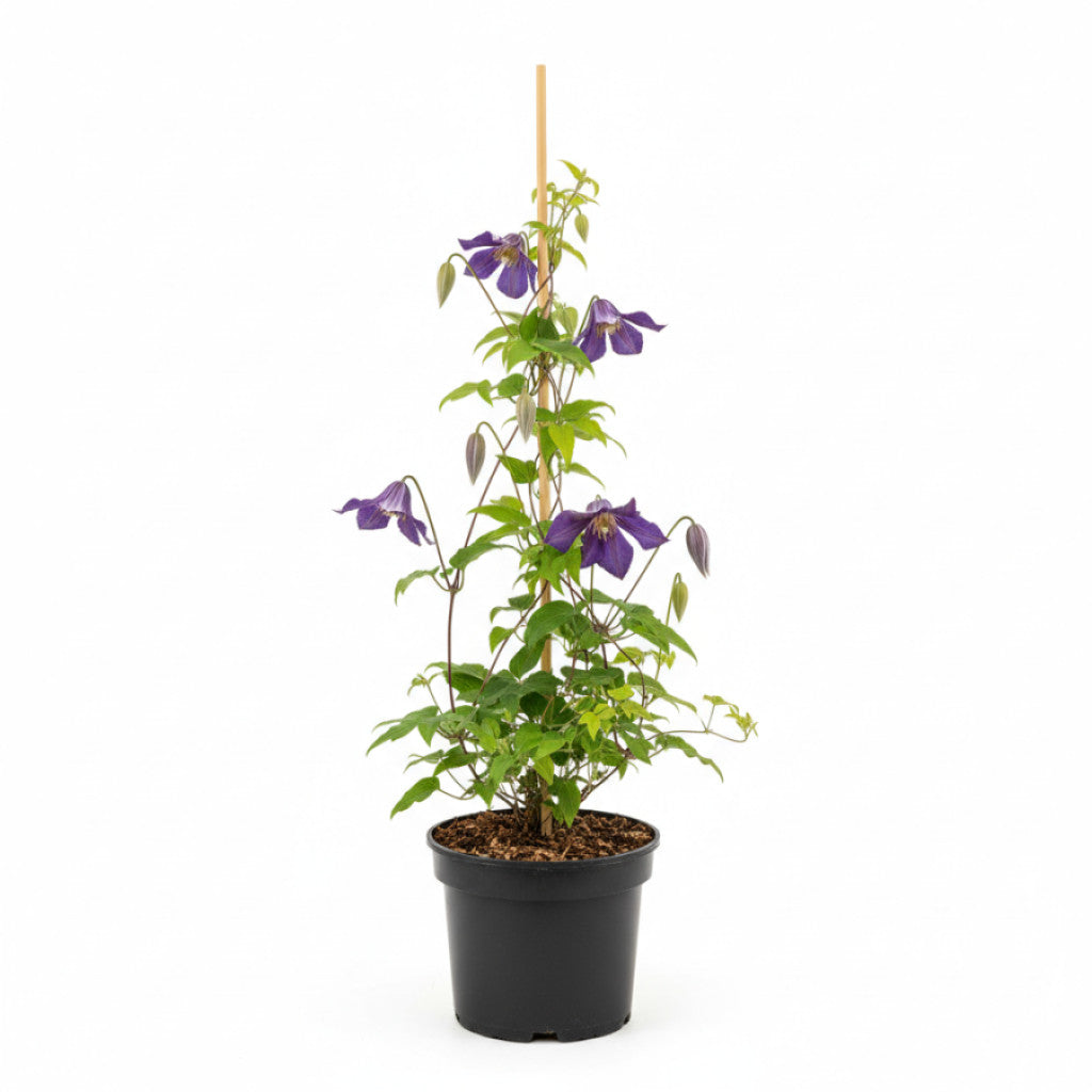 Klematis – Clematis &