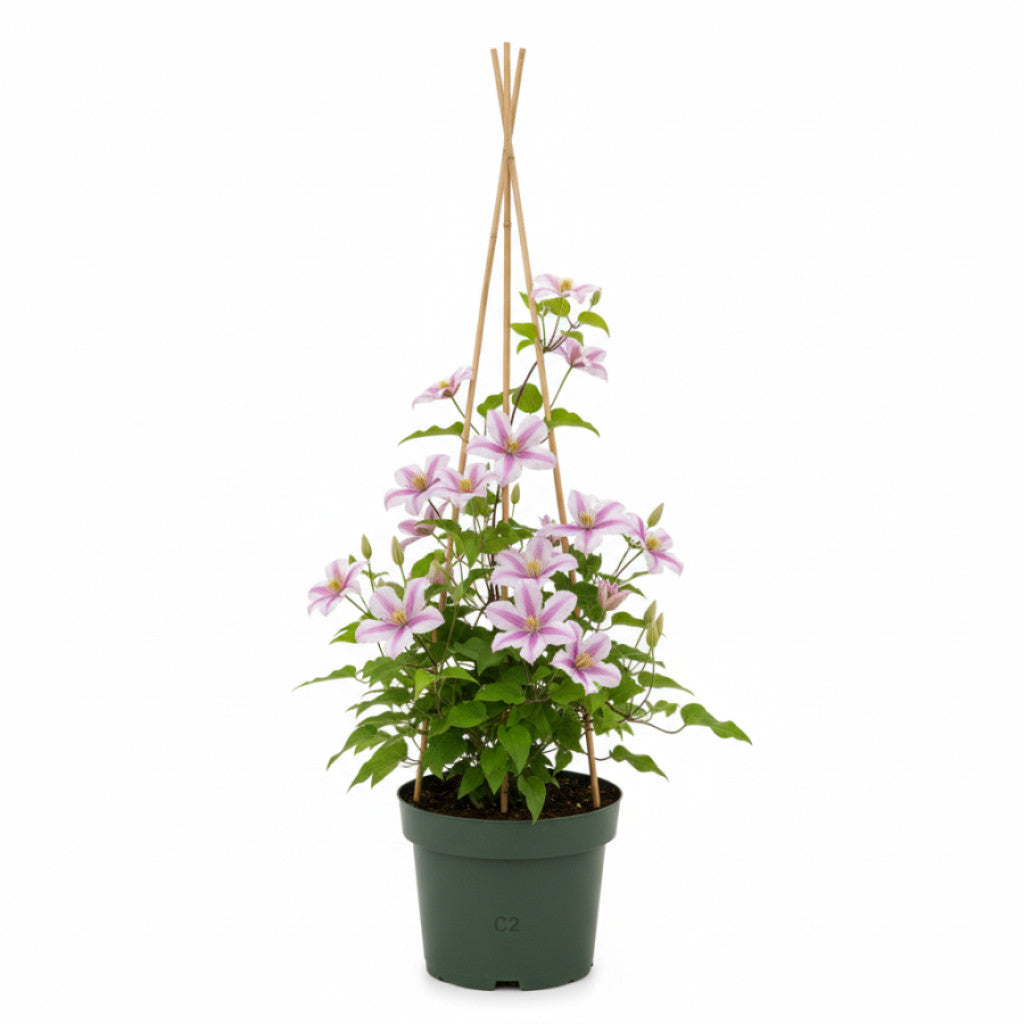 Klematis – Clematis &