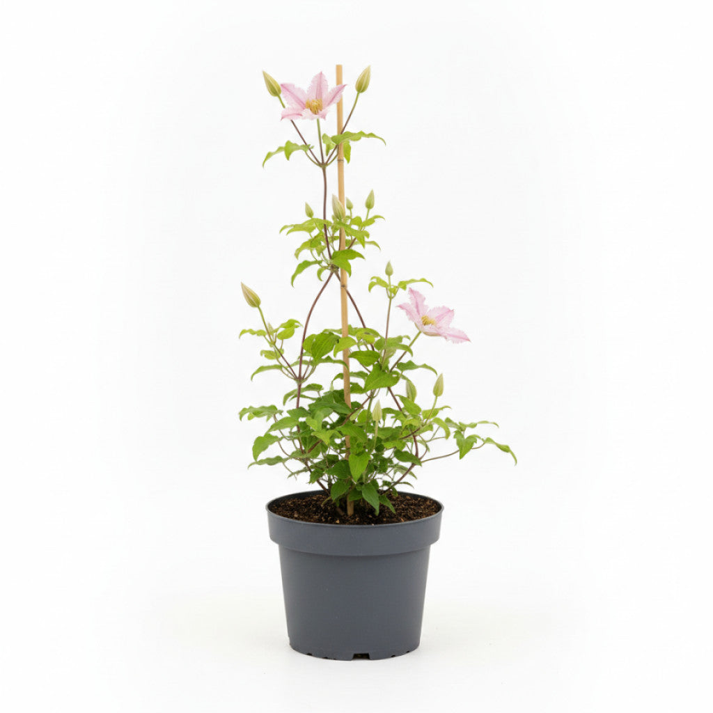 Klematis – Clematis &
