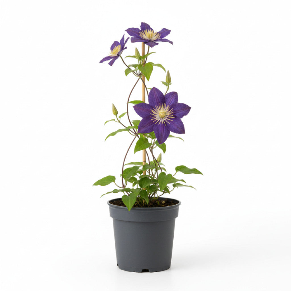 Klematis – Clematis &