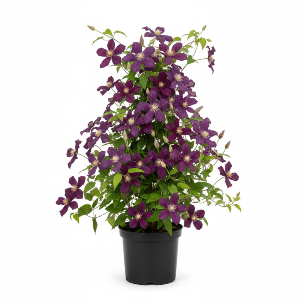 Klematis – Clematis &
