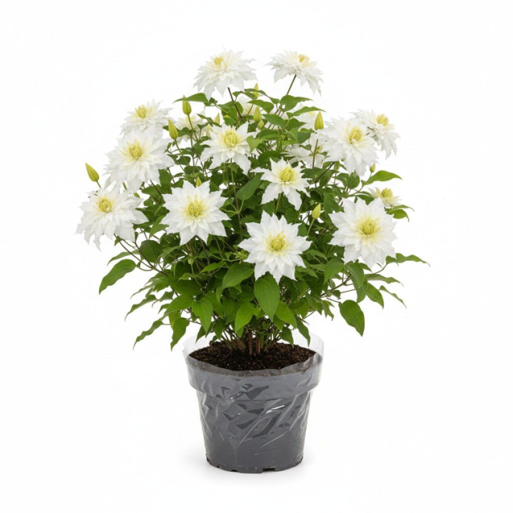 Klematis – Clematis &
