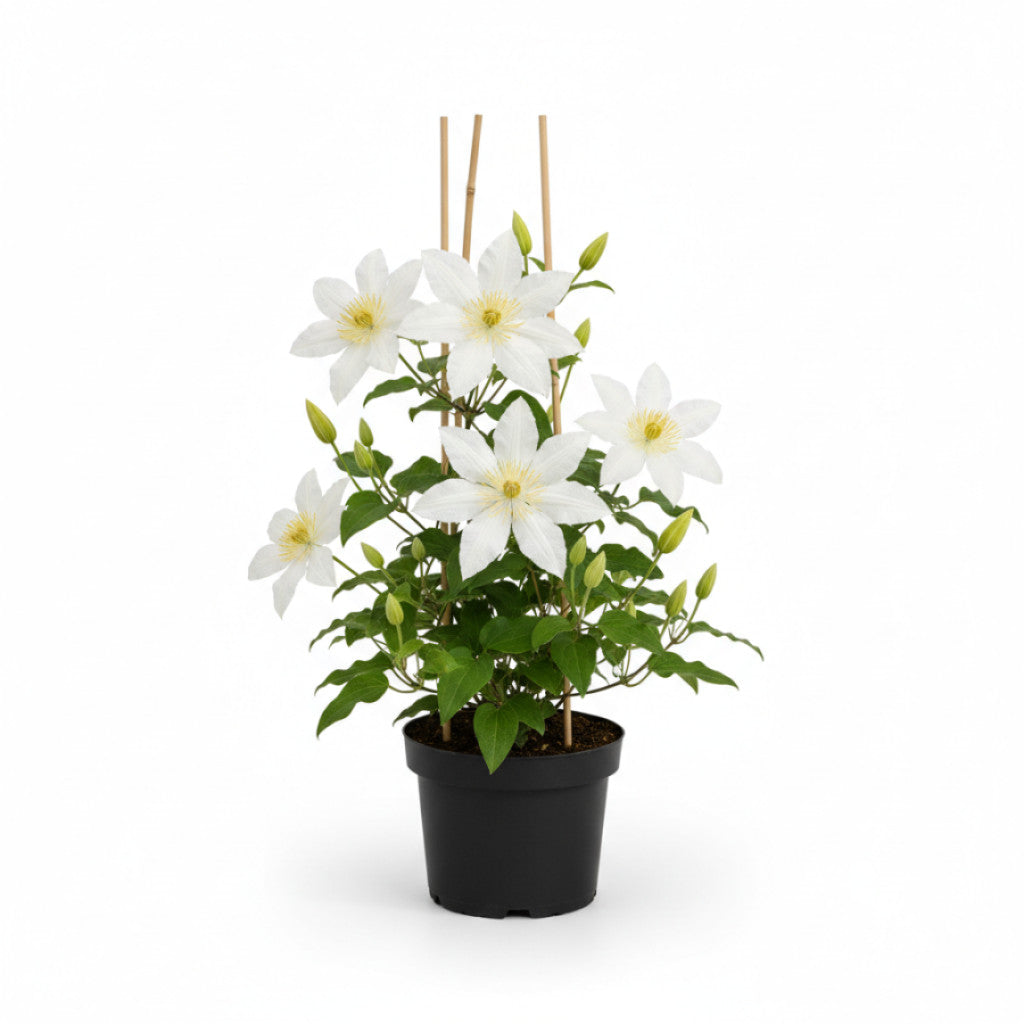 Klematis – Clematis &