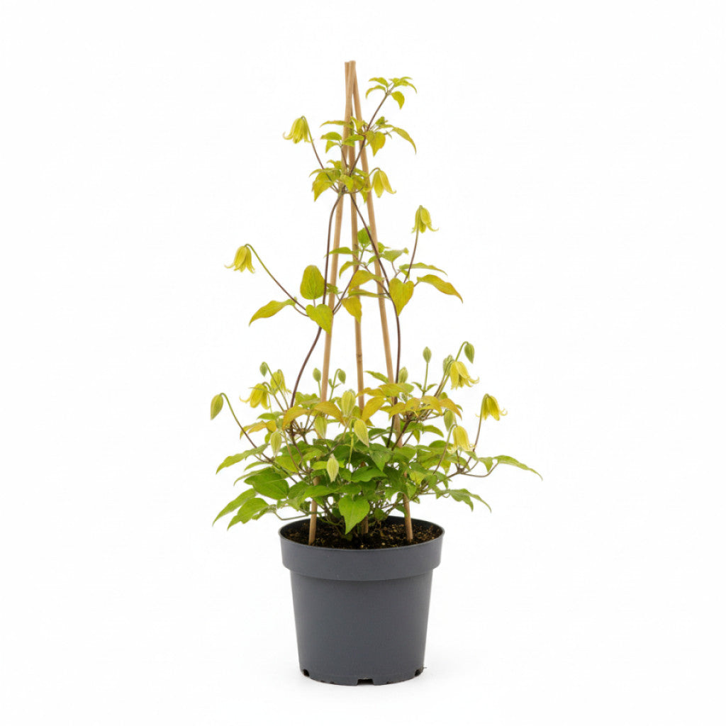 Klematis – Clematis &