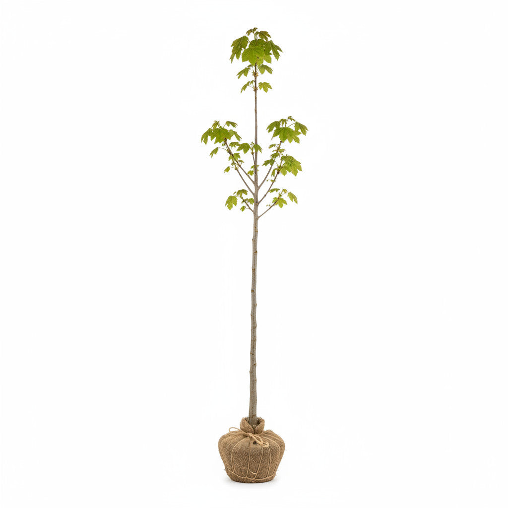 Fältlönn – Acer campestre - 125-150 CM RB