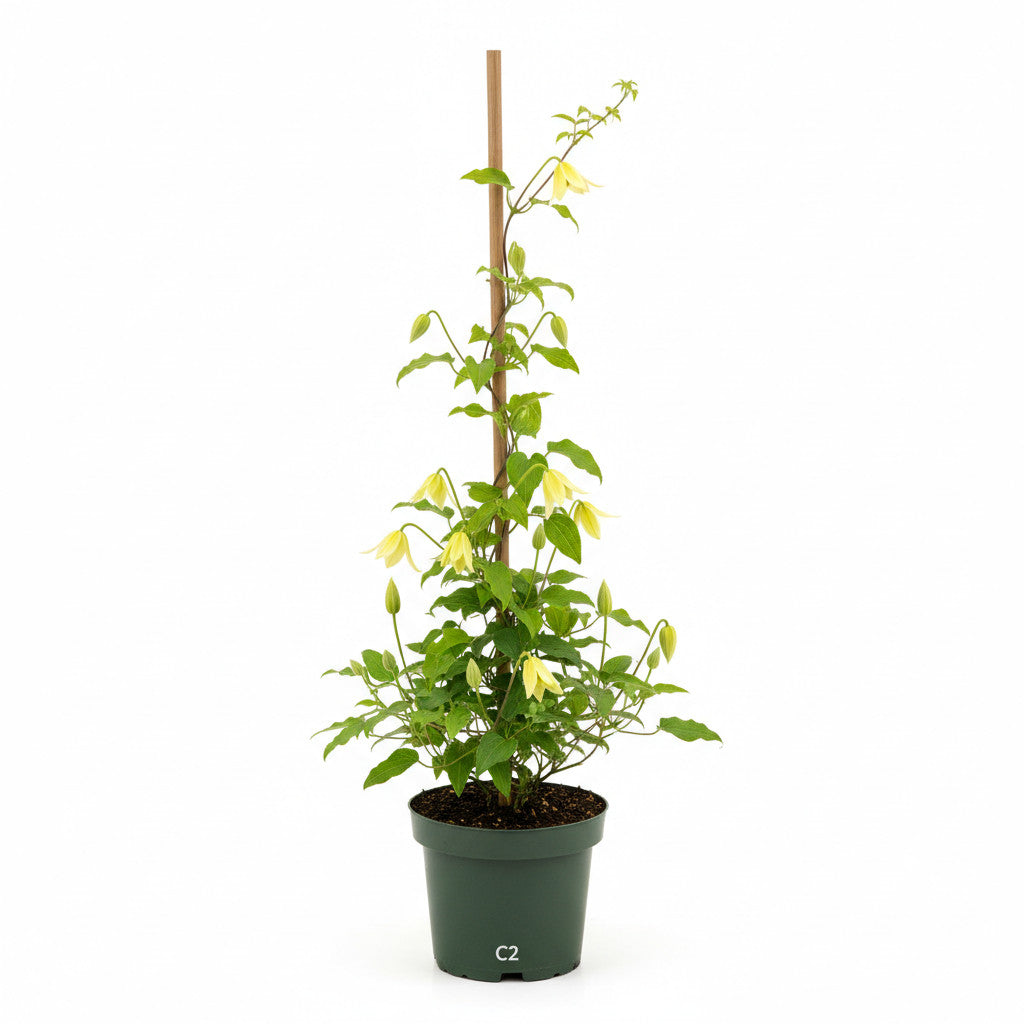Klematis – Clematis &
