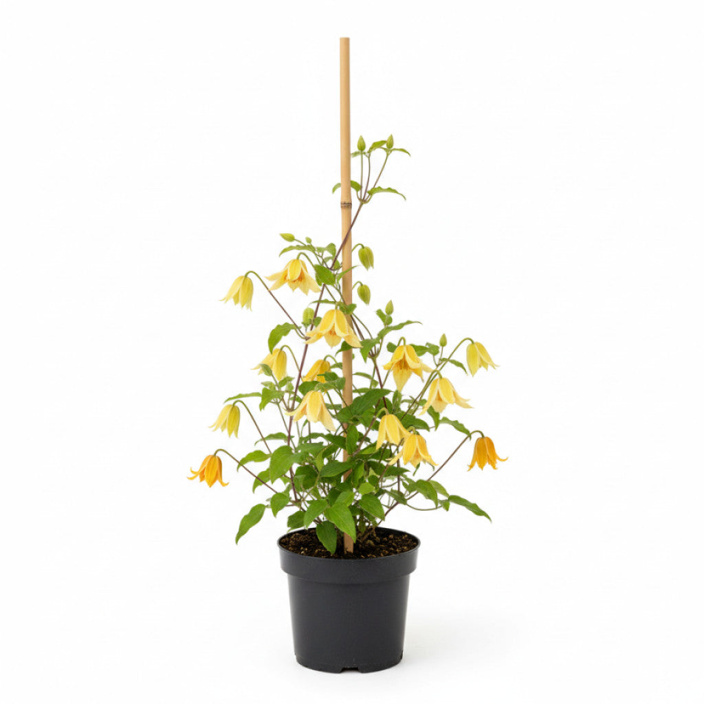 Klematis – Clematis &