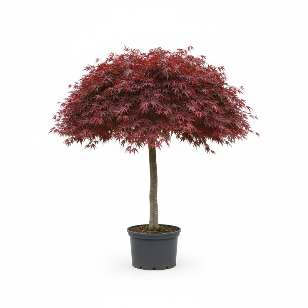 Japansk lönn – Acer pal. &
