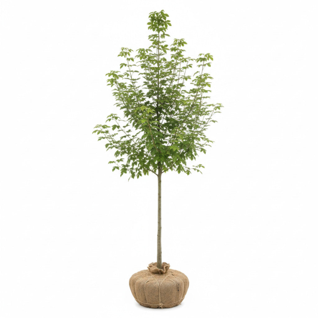 Fältlönn – Acer campestre - 150-175 CM RB