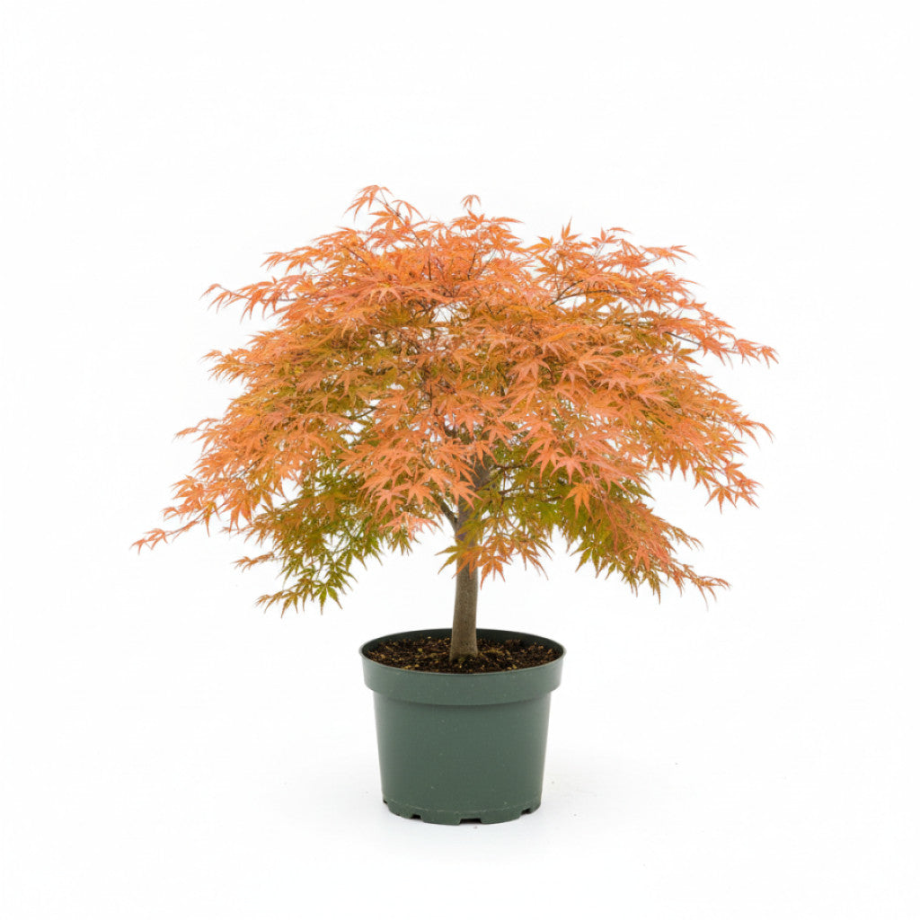Japansk lönn – Acer pal. &