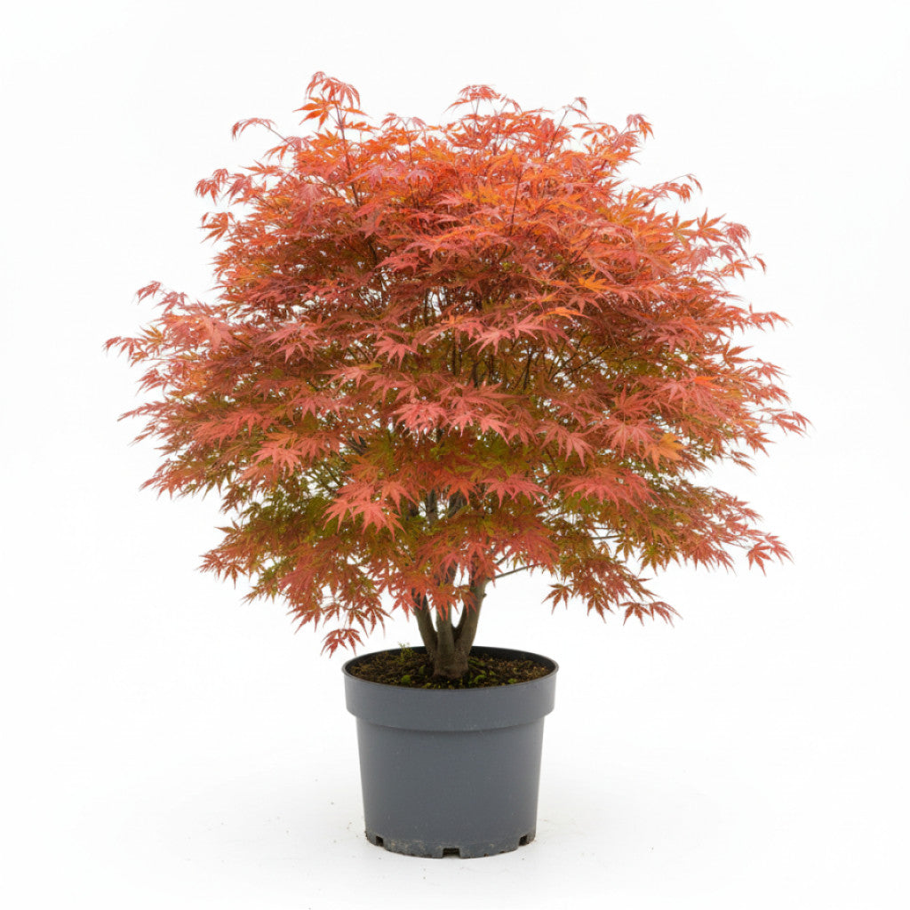 Japansk lönn – Acer pal. &