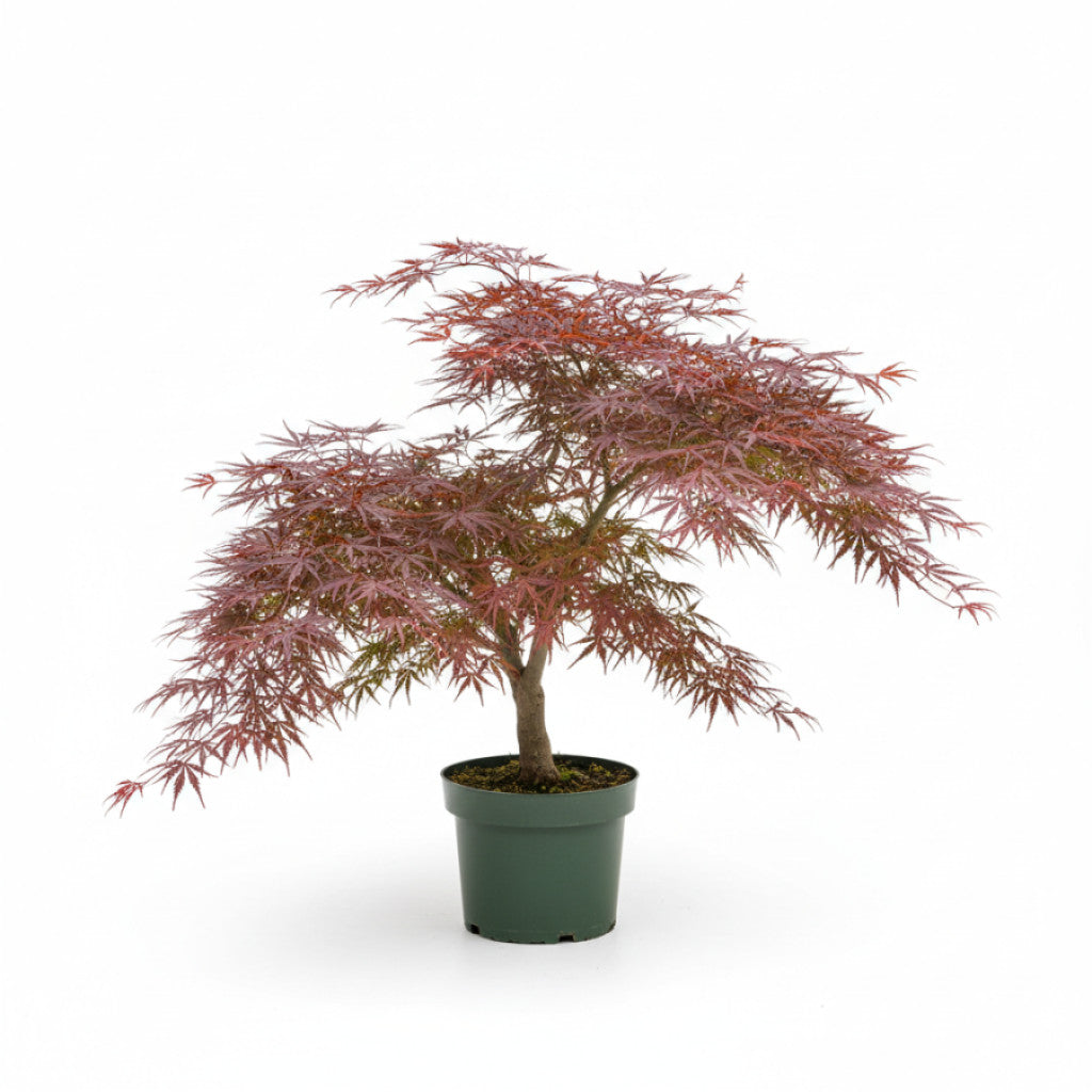 Japansk lönn – Acer pal. &