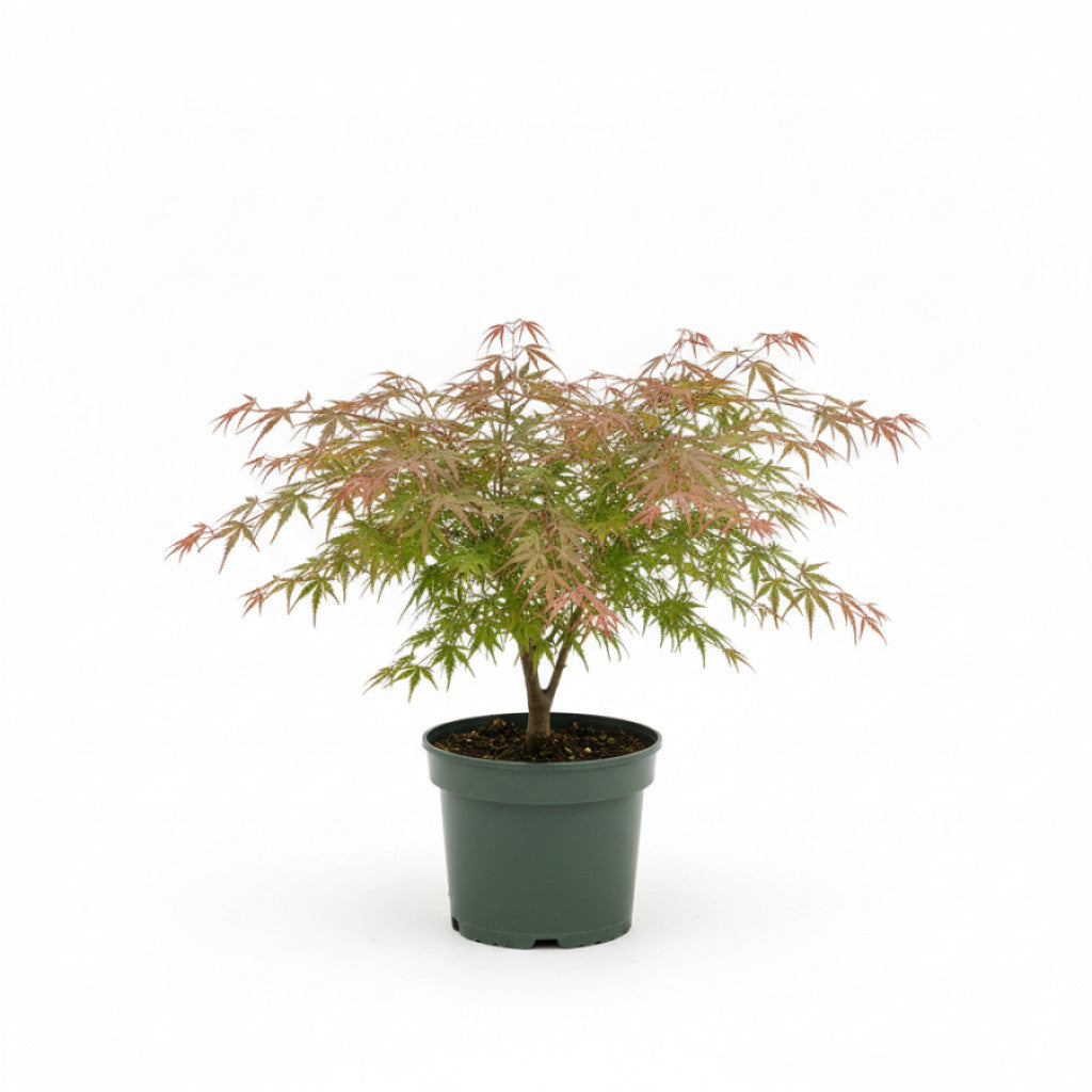 Japansk lönn – Acer pal. &