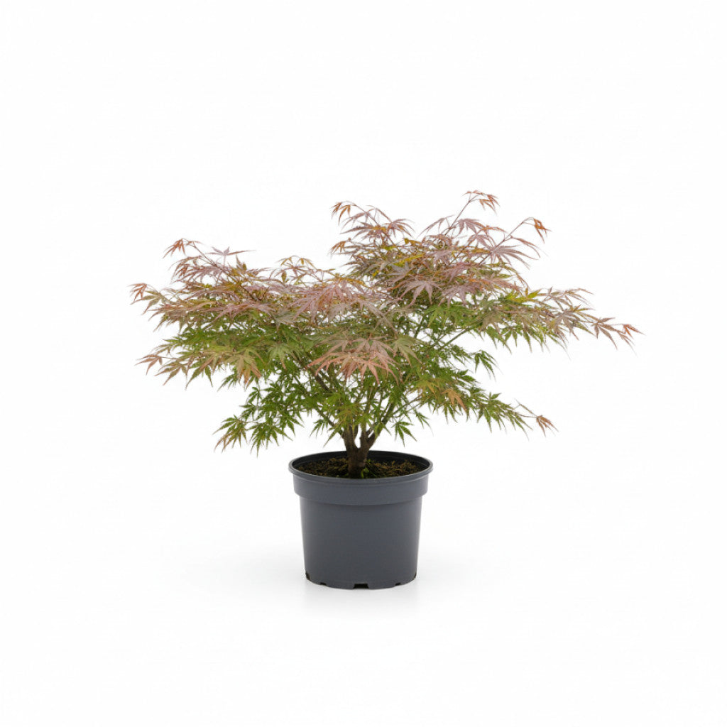Japansk lönn – Acer pal. &