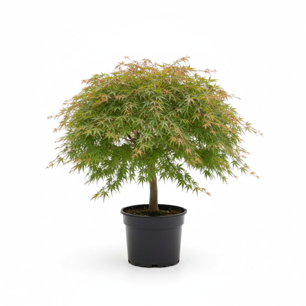 Japansk lönn – Acer pal. &