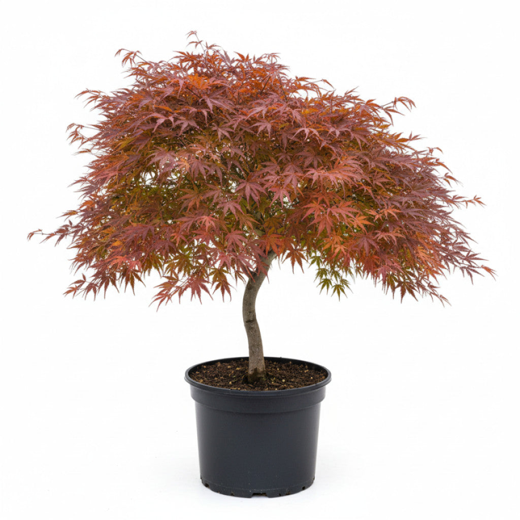 Japansk lönn – Acer pal. &