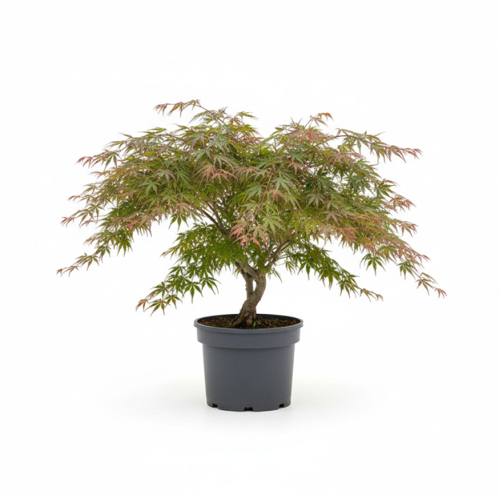 Japansk lönn – Acer pal. &