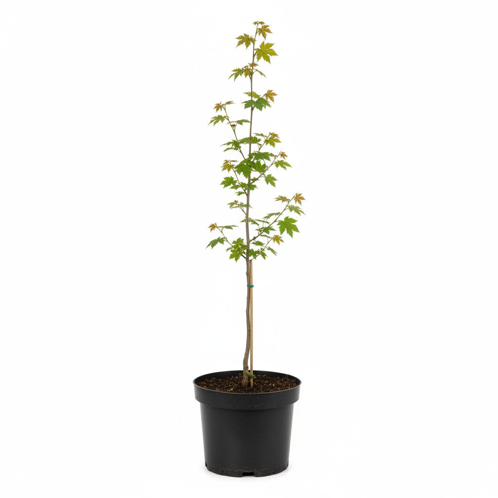 Fältlönn – Acer campestre - C3 40-60 CM