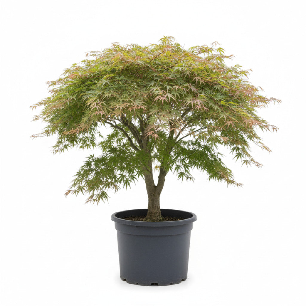 Japansk lönn – Acer pal. &