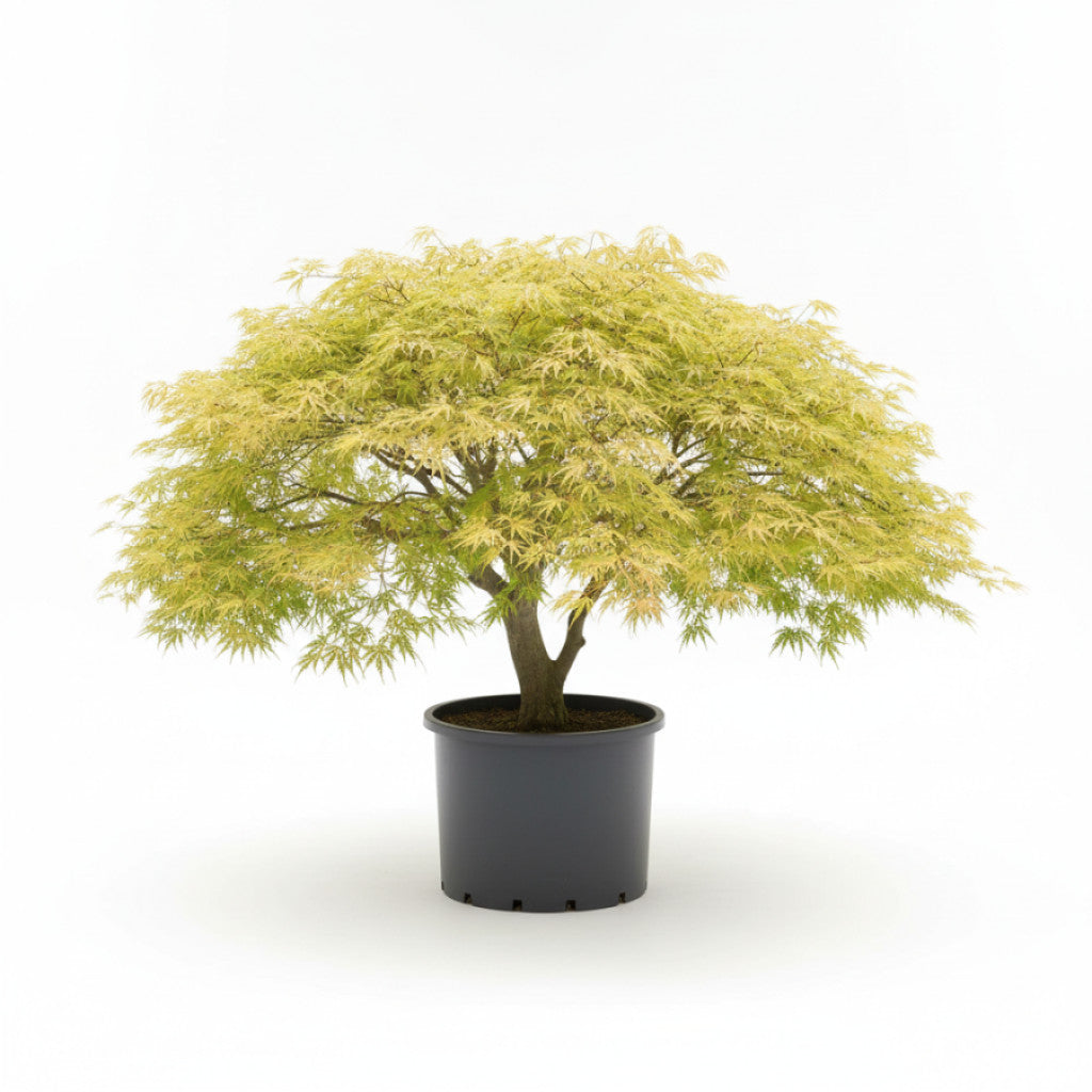 Japansk lönn – Acer pal. &