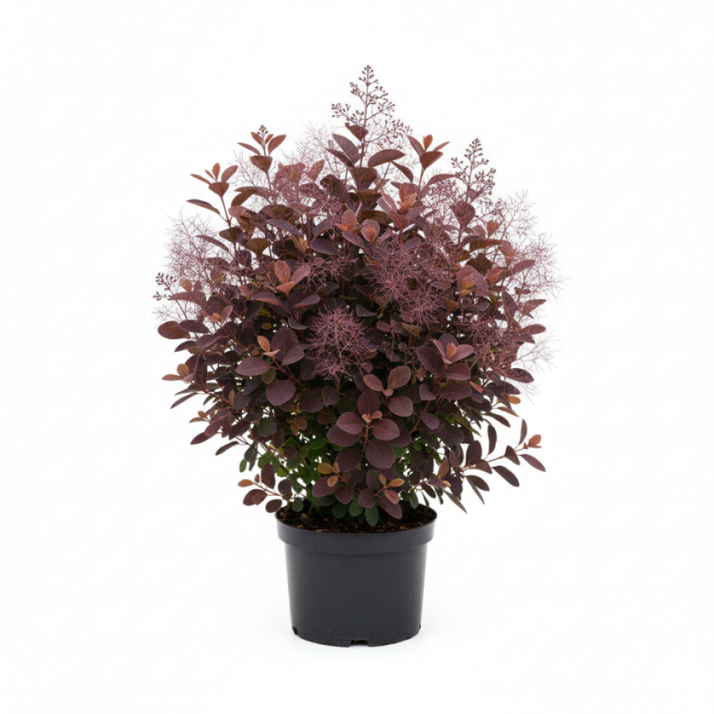Perukbuske – Cotinus coggygria &