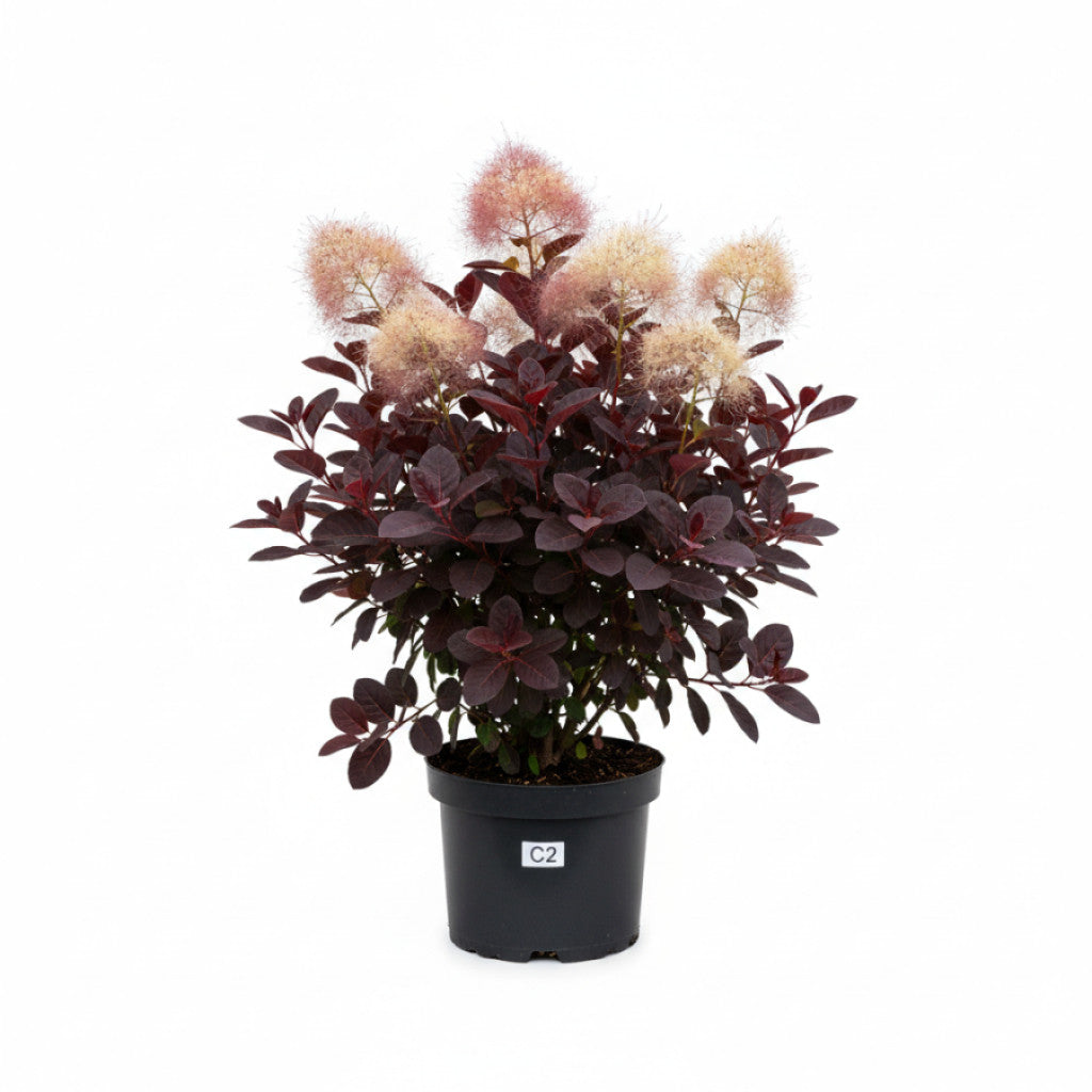 Perukbuske – Cotinus coggygria &