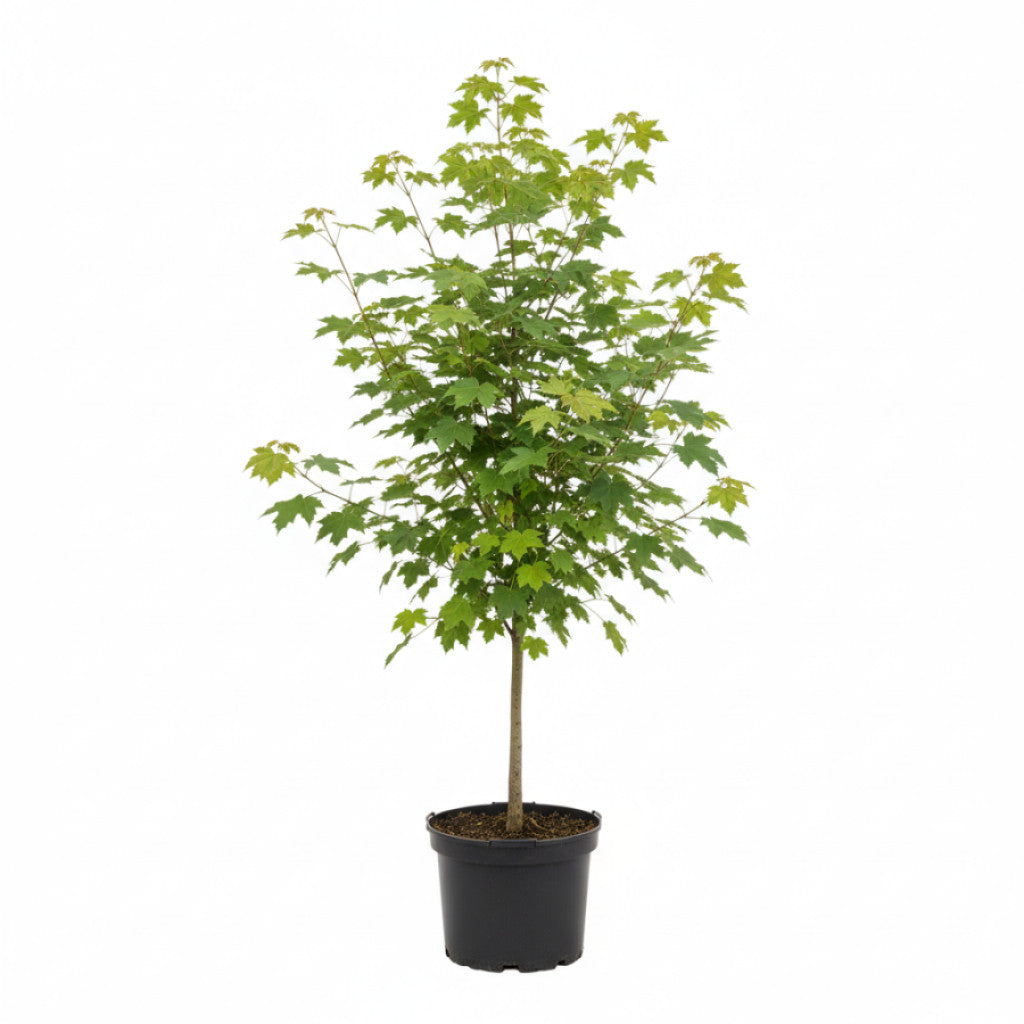Fältlönn – Acer campestre - C5 100-125 CM