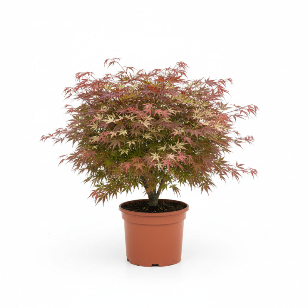 Japansk lönn – Acer pal. &