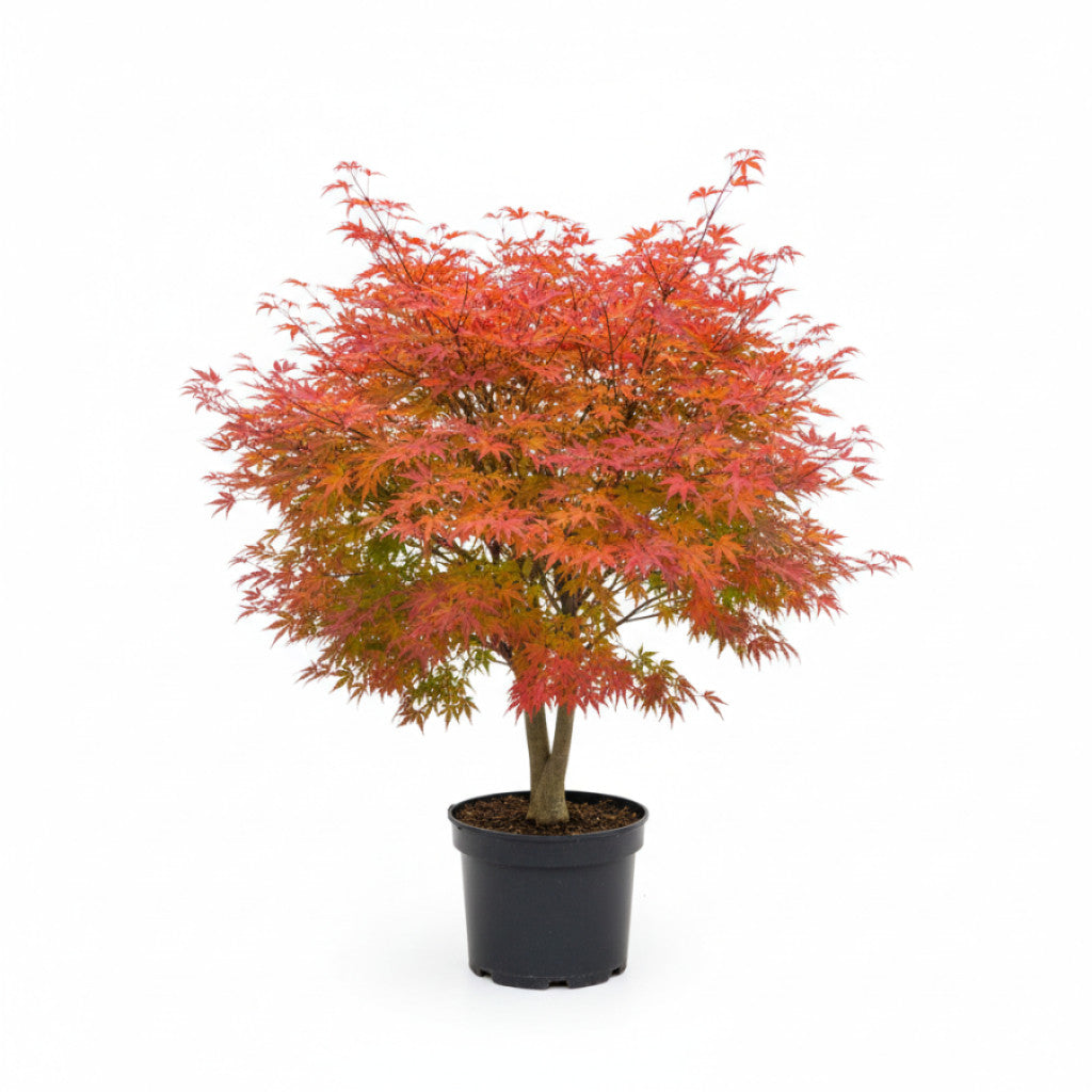 Japansk lönn – Acer pal. &