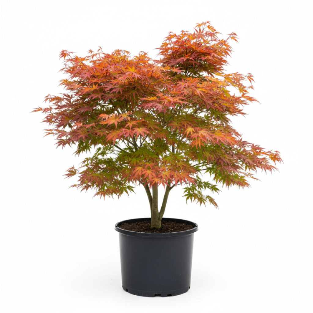 Japansk lönn – Acer pal. &